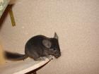 Chinchillas suchen zuhause