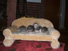 Maine Coon Babys mit Papiere