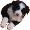 Border collie welpen