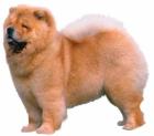 Chow Chow gesucht