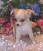 Schöne chihuahua Hündchen für sale(200euro)