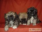 Reinrassige Pekinese welpe