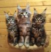 Bezaubernde Maine Coon Kitten mit Stammbaum