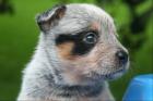 AUSTRALIAN CATTLE DOG - VDH/FCI