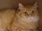 DRINGEND abzugeben: Maine Coon Kater (rot-getigert red-tabby, kastiert, ca. 1 Ja