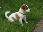 Suche Jack Russel Welpen