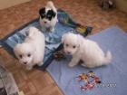 Coton de Tulear Welpen