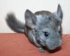 Junges Chinchilla sucht....