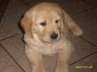 Golden Retriever Welpe