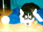 Suche Siberian Husky welpen