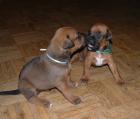 Dobermann- Boxer Mix Welpen