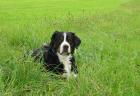 Suche Berner Sennenhund-Welpen (nur Rüden) aus gutem Hause!!