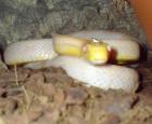 Erdnatter ALBINO (Pantherophis obsoleta albino)