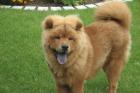 Chow Chow Balu, Rüde, 8 Monate jung