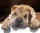 SHAR PEI FORUM