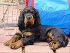 Gordon Setter Welpen