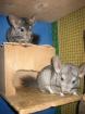 Chinchillas suchen neues Zuhause