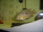 Geophagus Brasiliensis, NZ