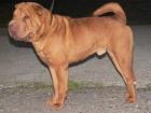 Sharpei Welpen erwartet ende November