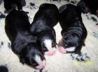 Berner Sennenhundbabys