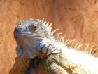 Grüner Leguan (iguana iguana) adult (m)+ terrarium