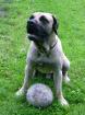 Dogo Canario(spanische Dogge)18 Monate