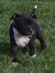  Staffordshire-Bullterrier Welpen