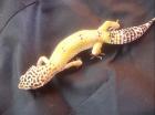 3 Leopardgecko weibchen leos,150 Euro inklusive versandt