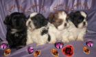 Shih Tzu Babys