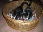 Katzenbabys (8 Wochen, stubenrein, ganz zahm)