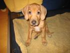 Der 4 monatige ridgeback  tyson sucht ein neues zuhause