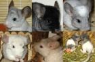 Chinchilla Jungtiere: Silberschecke, Hetero Ebony, Apricot, Beige, Standard - NÜ