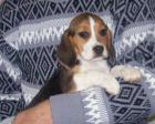 Beagle Welpen