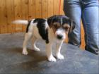 Parson Russell Terrier Welpen