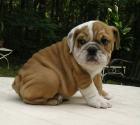 Bulldogge Welpen