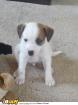 Jack Russel-Pincher Mix