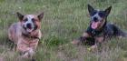 Australian Cattle Dog Welpen aus verantwortungsvoller Zucht