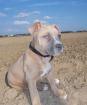 Kleinen Pitbull welpen(ca 8-10wochen alt)