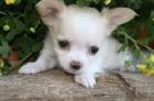 X-MAS CHIHUAHUA Welpen für die zum Verkauf