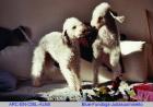 Rothbury/Bedlington -Terrier  ARC-EN-CIEL-ACHILL ist der Vater  der WELPEN  von