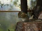 Tausche weißes + normales Streifi für ein Bock Chin.Baumstreifenhörnchen