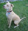 Ich suche pit bull oder american steffordshire