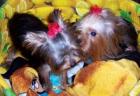 Yorkshire Terrier - auch Minis