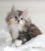 Maine Coon kitten