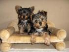 Yorkie`s