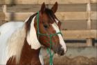 Netter Paint Horse Hengst aus Brandenburg