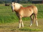 Biete Reitbeteiligung Haflinger und D. Reitpony