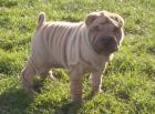 Shar-pei