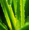 Aloe Vera  -  für Gesundheit und Wohlergehen