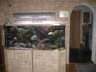 Seewasser Aquarium